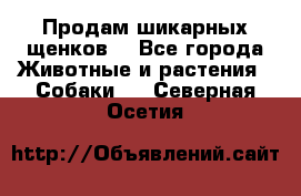 Продам шикарных щенков  - Все города Животные и растения » Собаки   . Северная Осетия